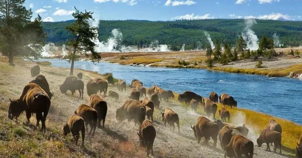 Salt Lake City: Yellowstone & Grand Teton 3-Day Tour