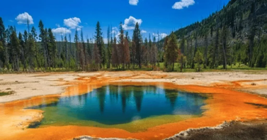 Wildlife-focused premium tour from Jackson